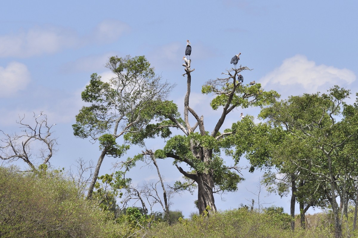 Marabou Stork - ML627815851