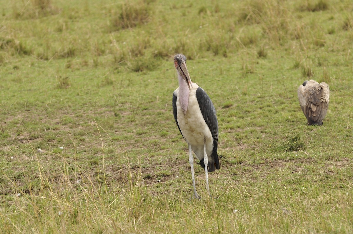 Marabou Stork - ML627815857