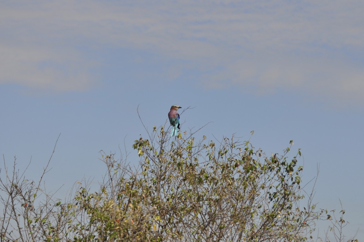 Lilac-breasted Roller - ML627815874