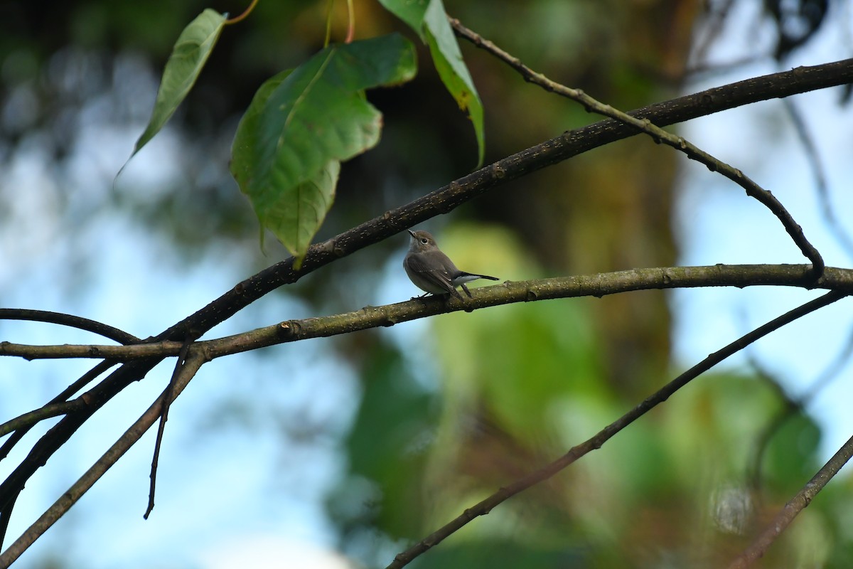 Taiga Flycatcher - ML627815893