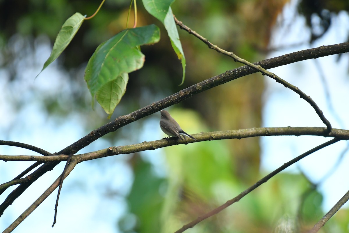 Taiga Flycatcher - ML627815894