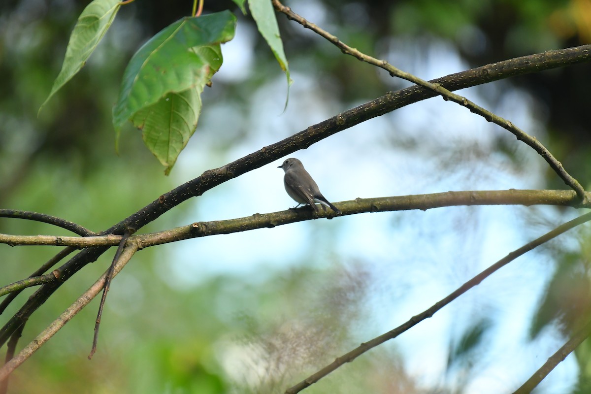 Taiga Flycatcher - ML627815896