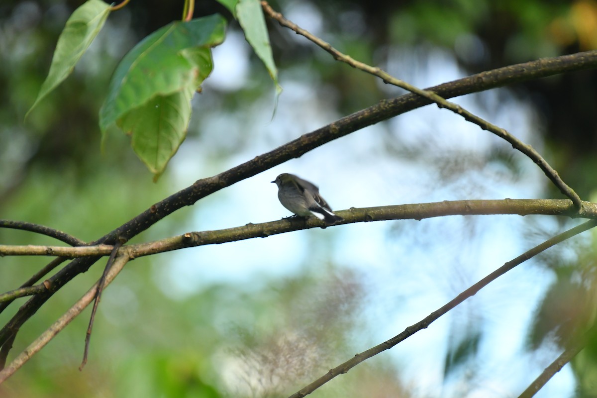 Taiga Flycatcher - ML627815897