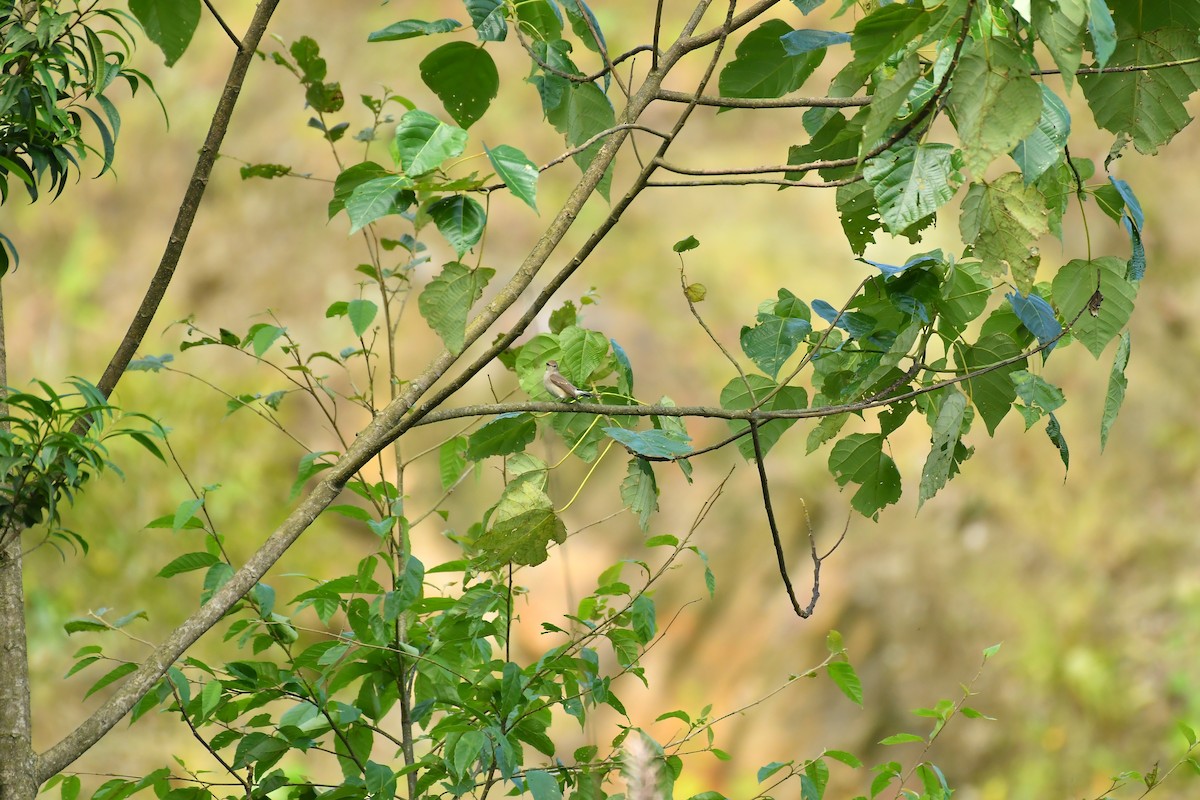 Taiga Flycatcher - ML627815898