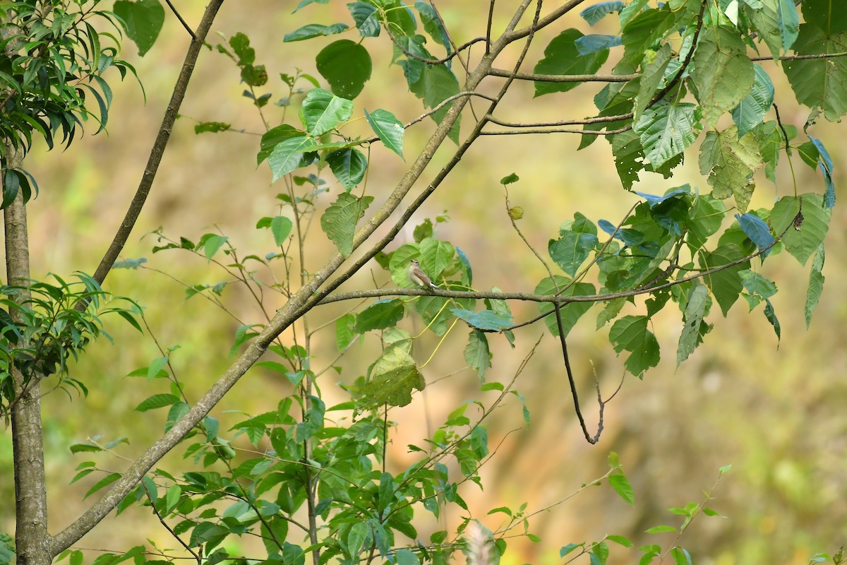 Taiga Flycatcher - ML627815899