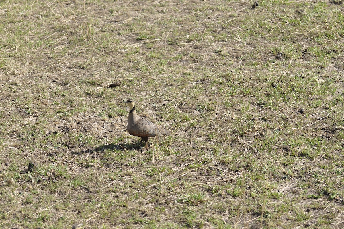 Yellow-throated Sandgrouse - ML627815910