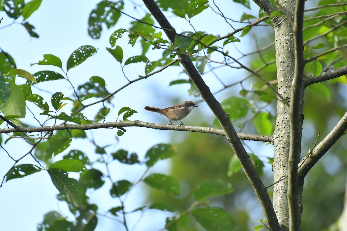 Gray Bushchat - ML627815912