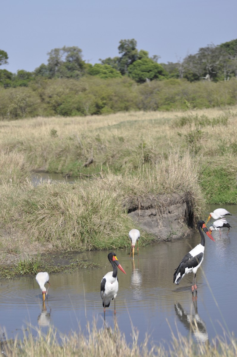 Saddle-billed Stork - ML627815922