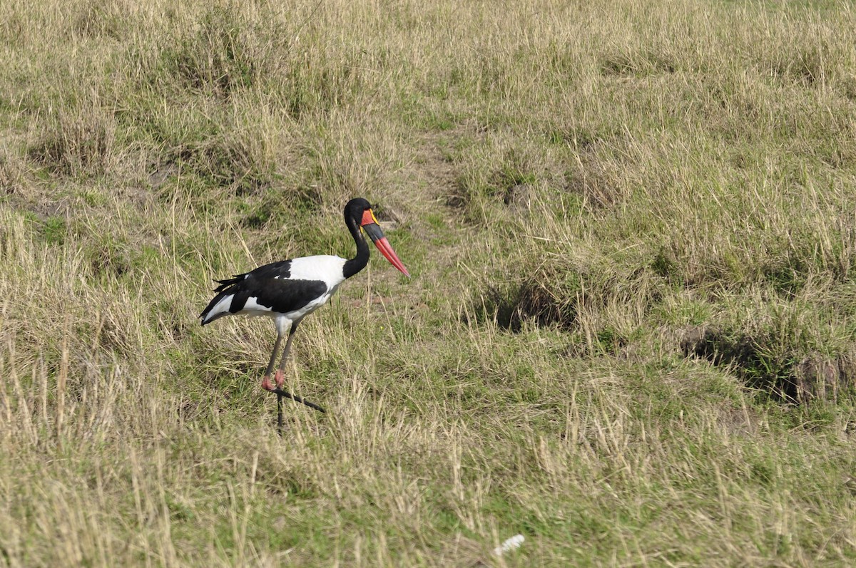 Saddle-billed Stork - ML627815923