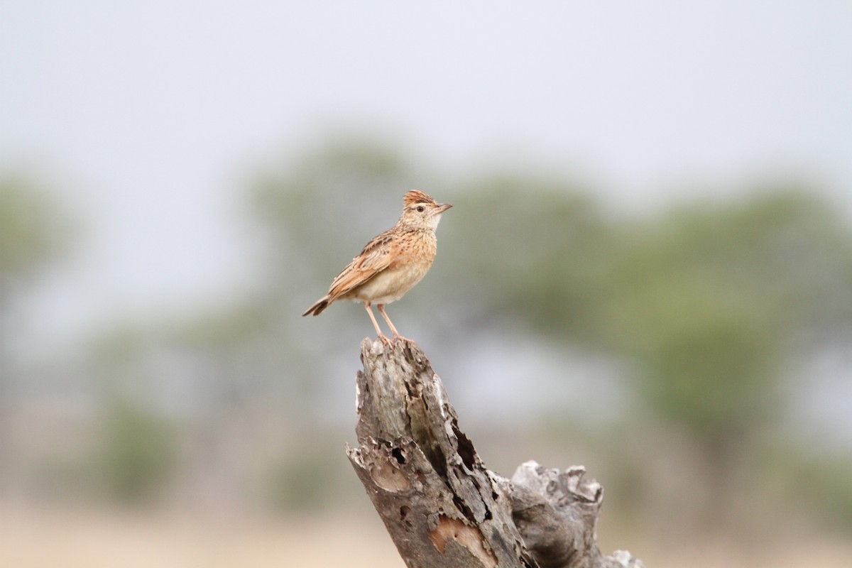 Rufous-naped Lark - ML627815927