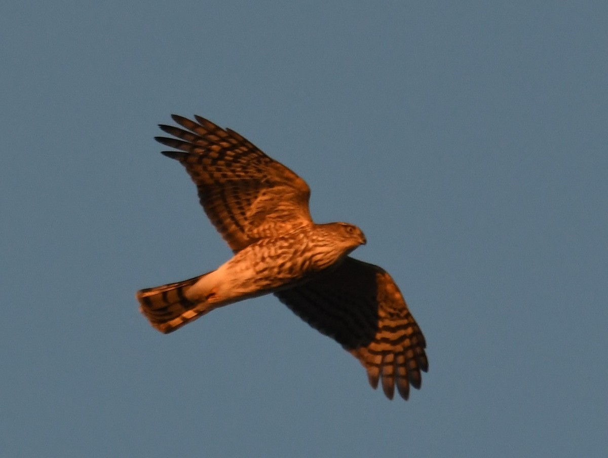 Sharp-shinned Hawk - ML627815966