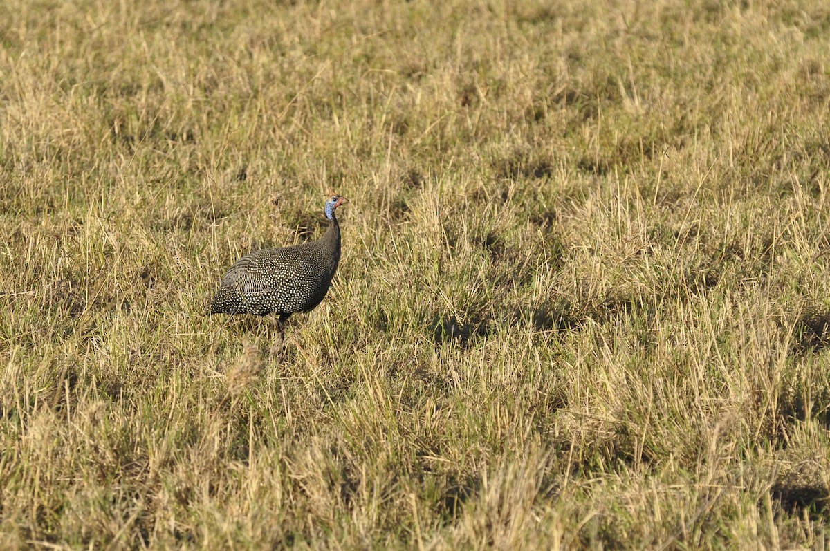 Helmeted Guineafowl - ML627815970