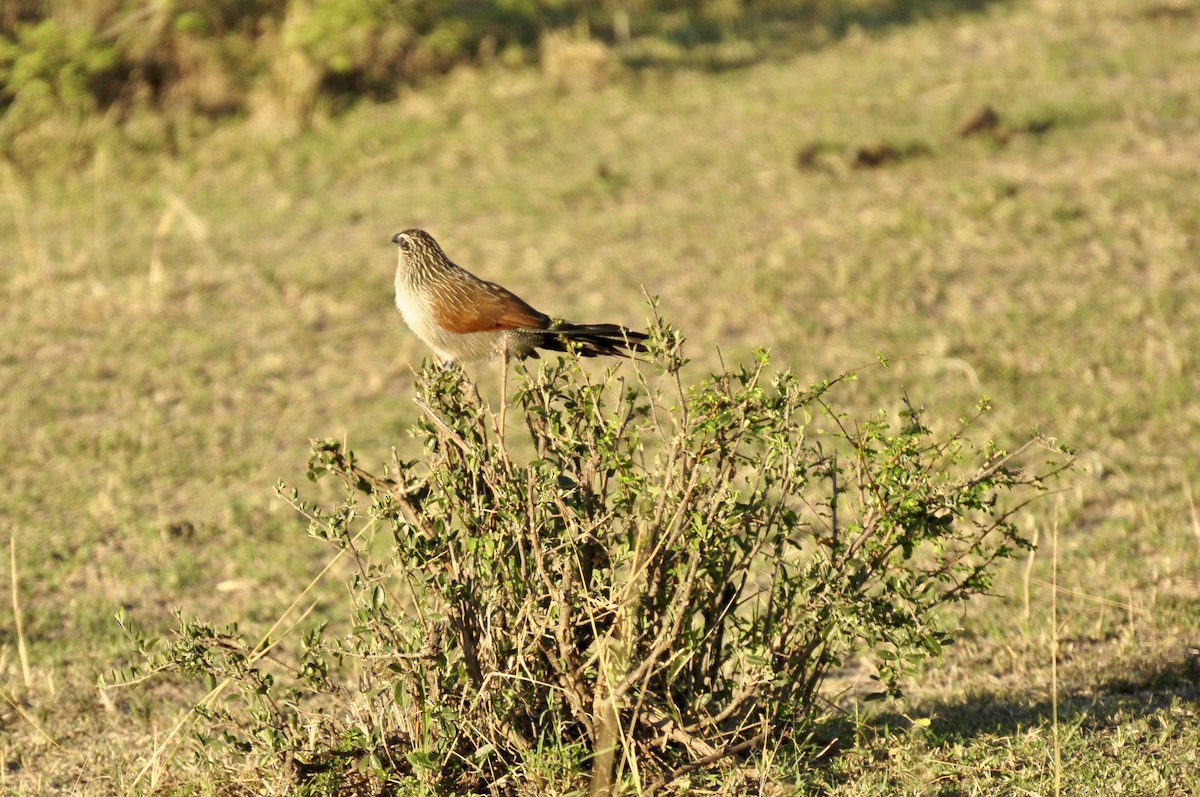 White-browed Coucal - ML627815995