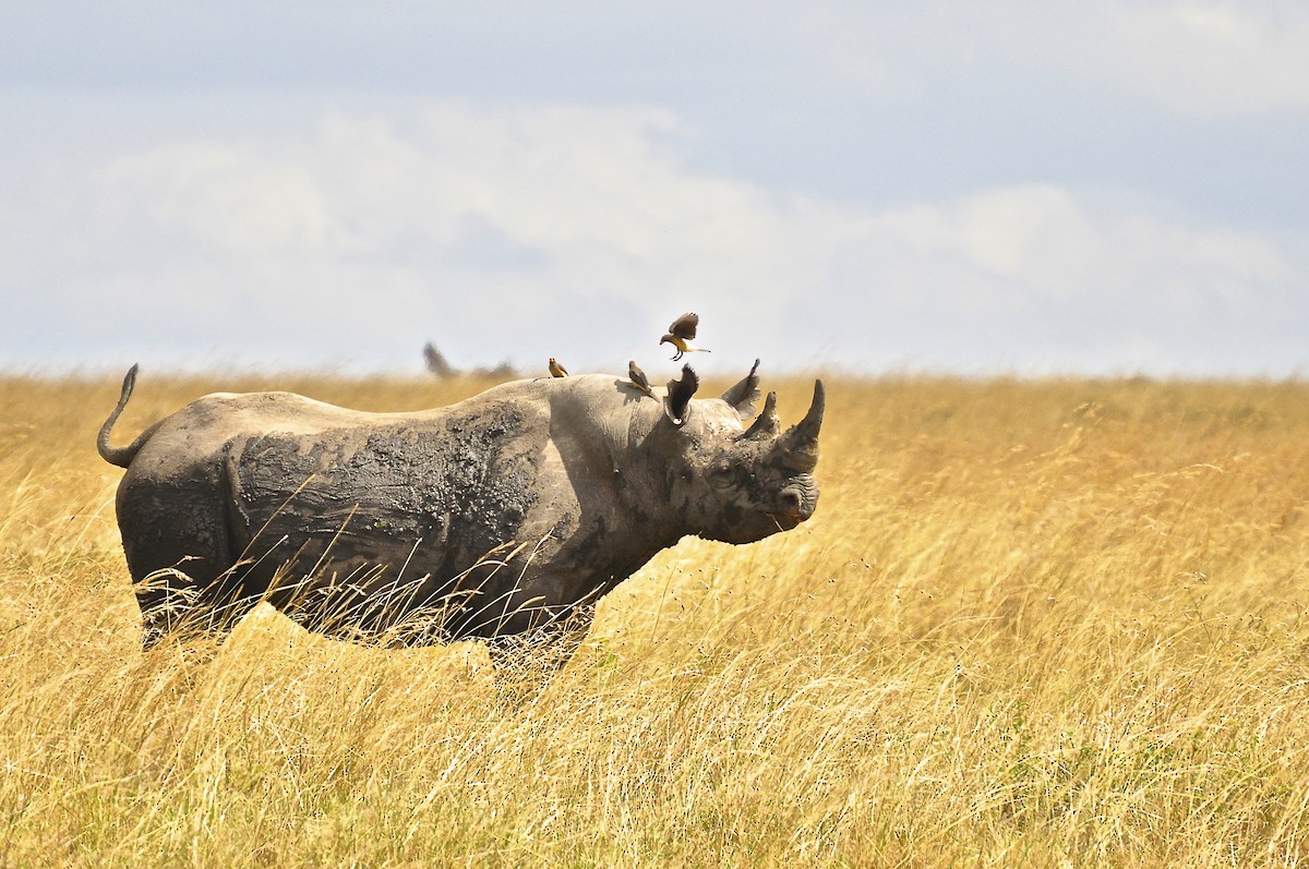 Yellow-billed Oxpecker - ML627816026