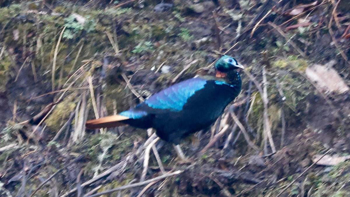 Himalayan Monal - ML627816049