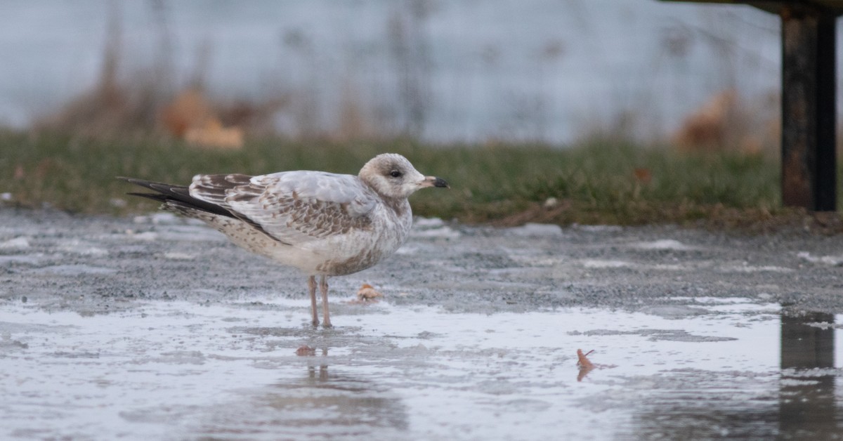 Ring-billed Gull - ML627816146