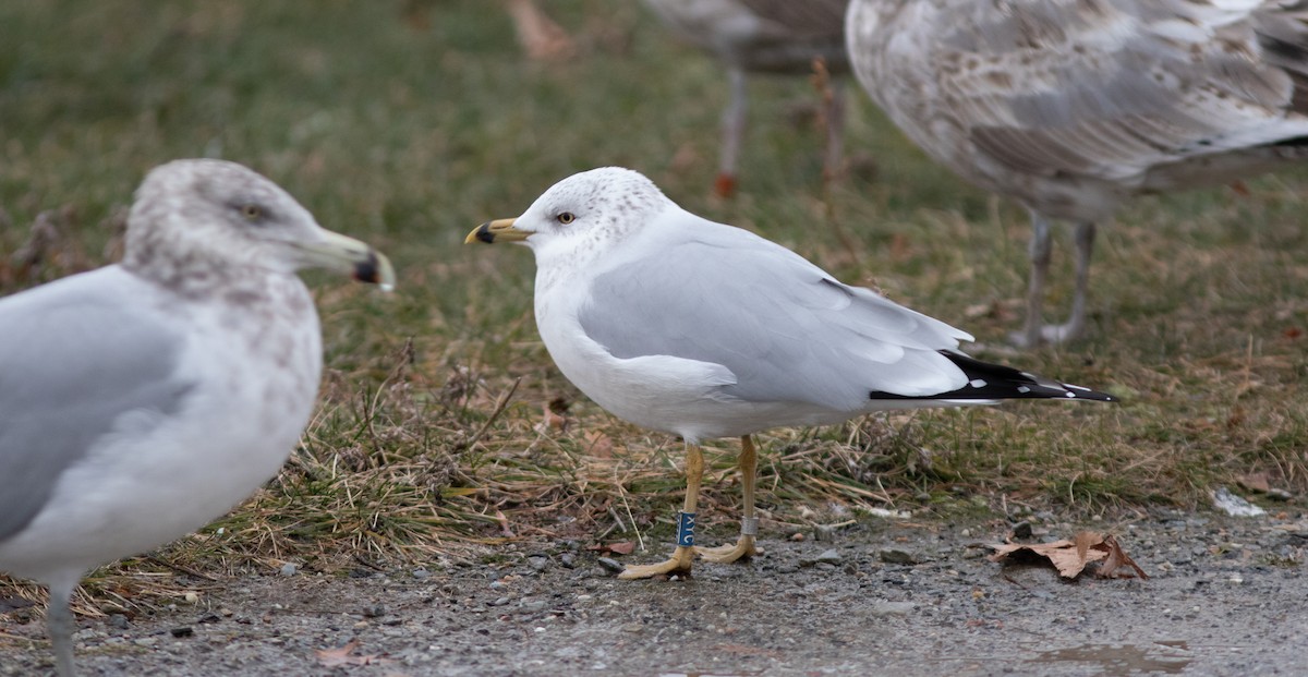 Ring-billed Gull - ML627816147