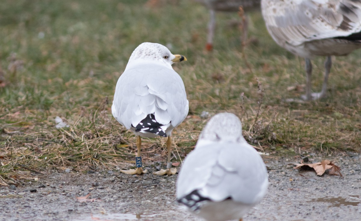 Ring-billed Gull - ML627816148