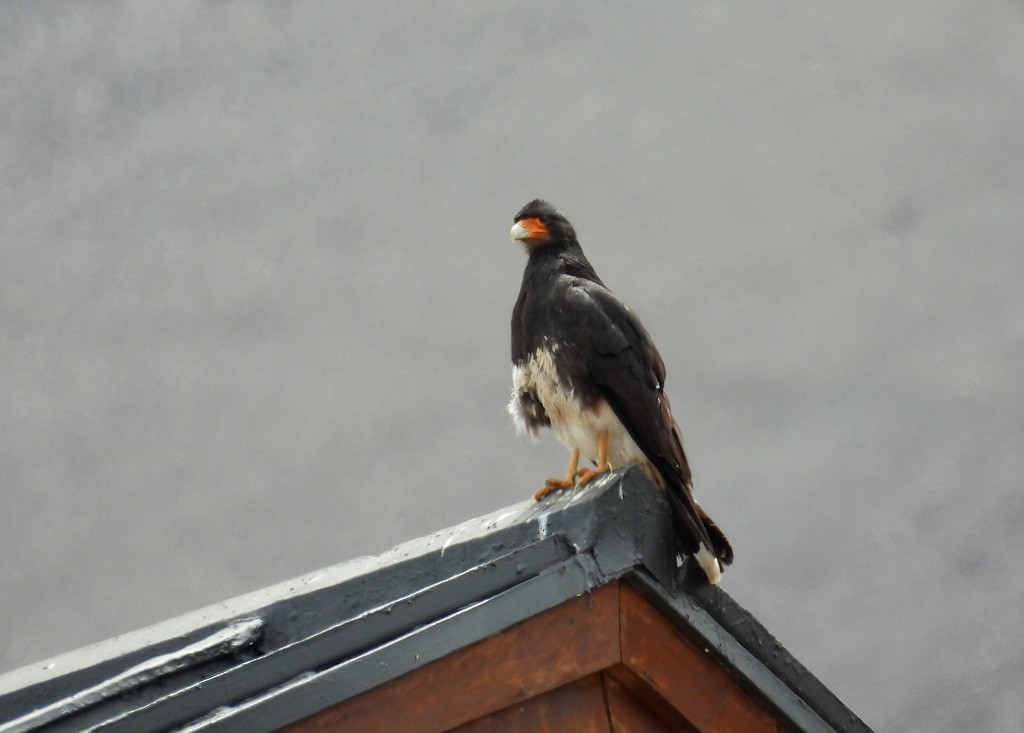 Mountain Caracara - ML627816151