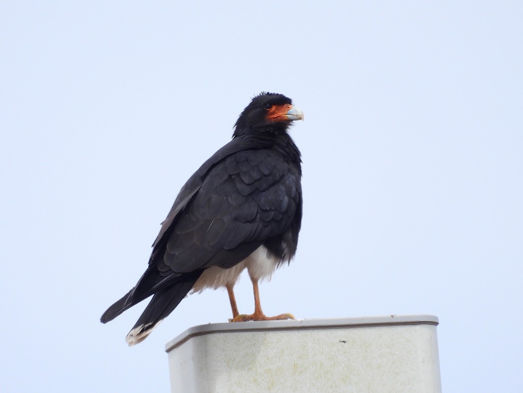 Mountain Caracara - ML627816152