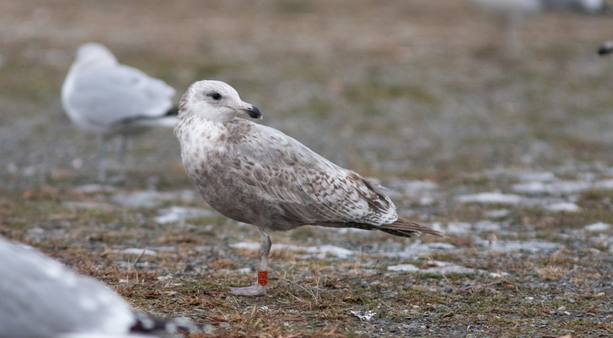 American Herring Gull - ML627816167