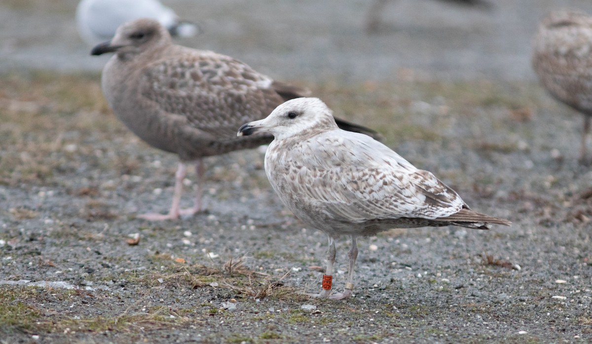 American Herring Gull - ML627816168