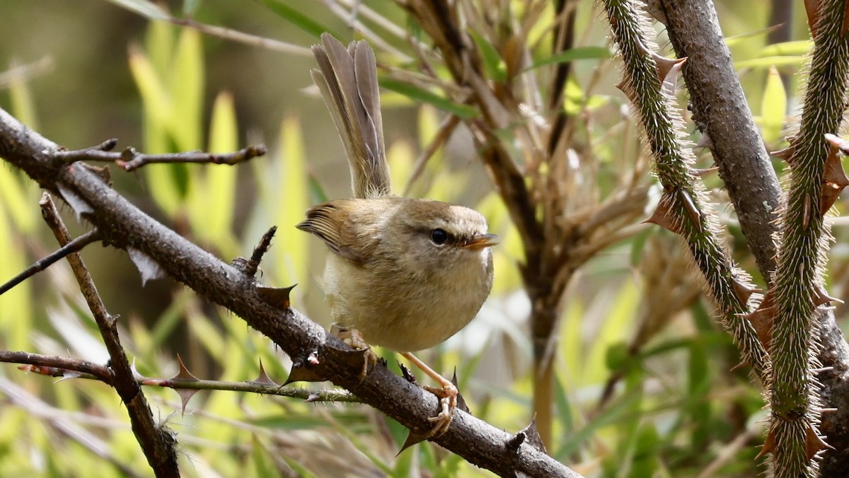 Hume's Bush Warbler - ML627816346