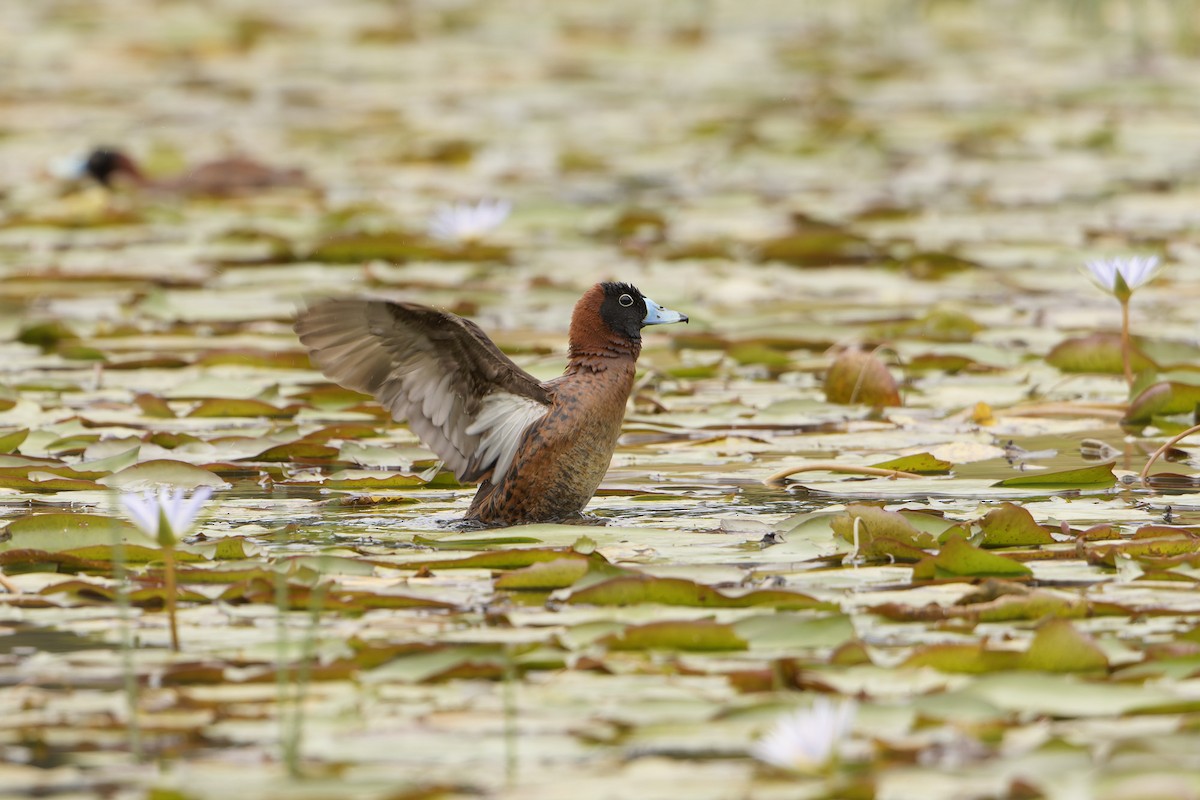 Masked Duck - ML627816353