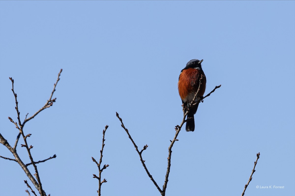 White-throated Redstart - ML627816382