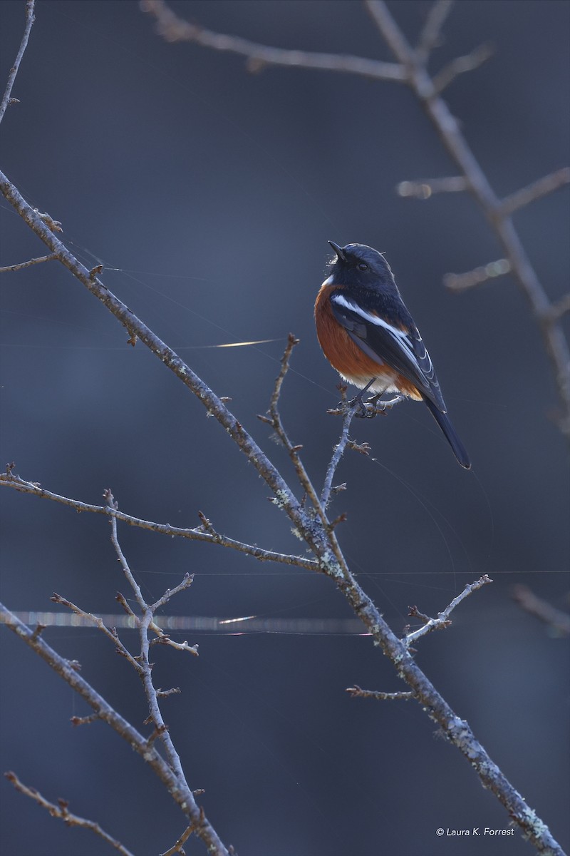 White-throated Redstart - ML627816383