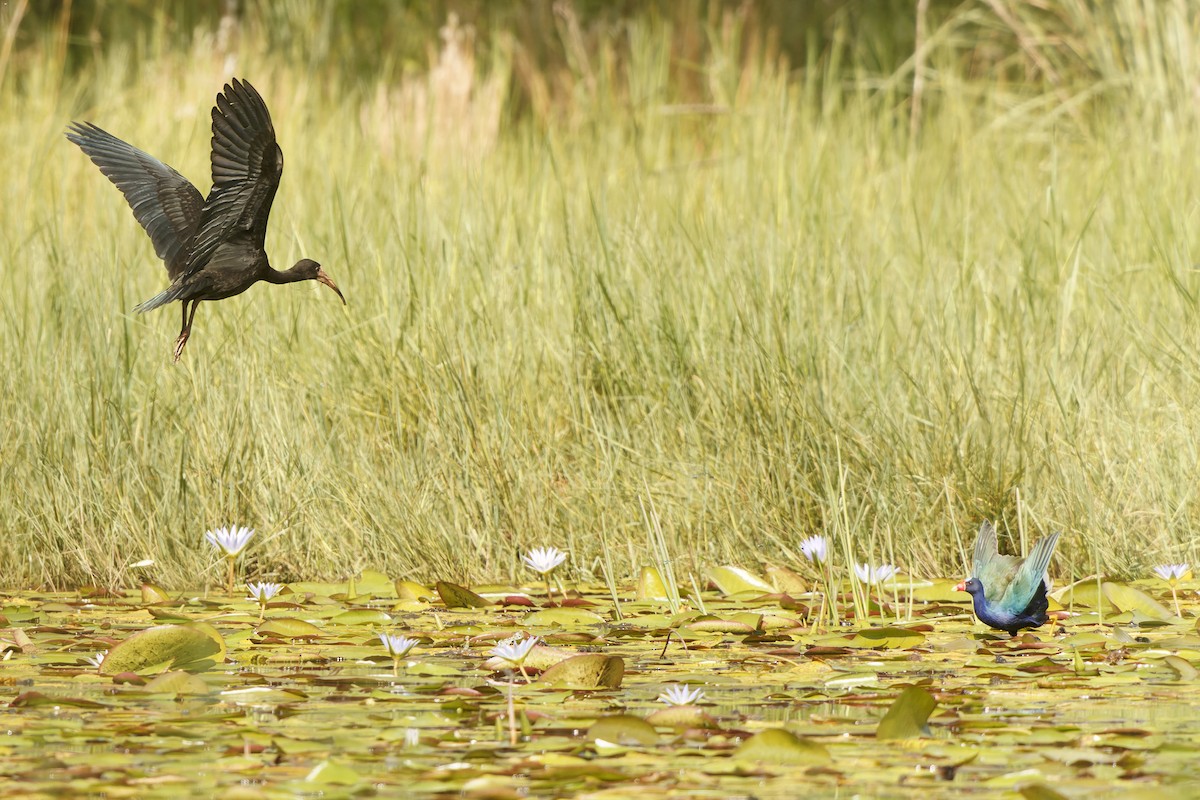 Purple Gallinule - ML627816386