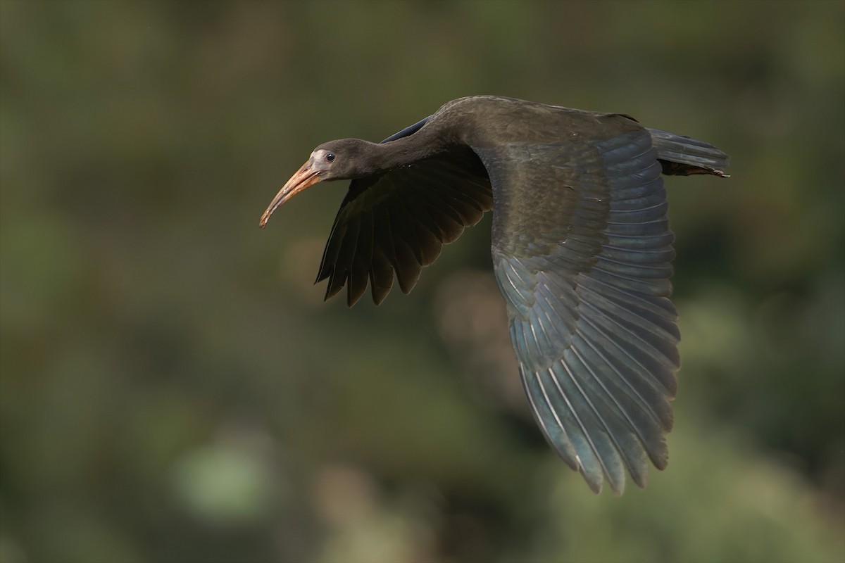 Bare-faced Ibis - ML627816404