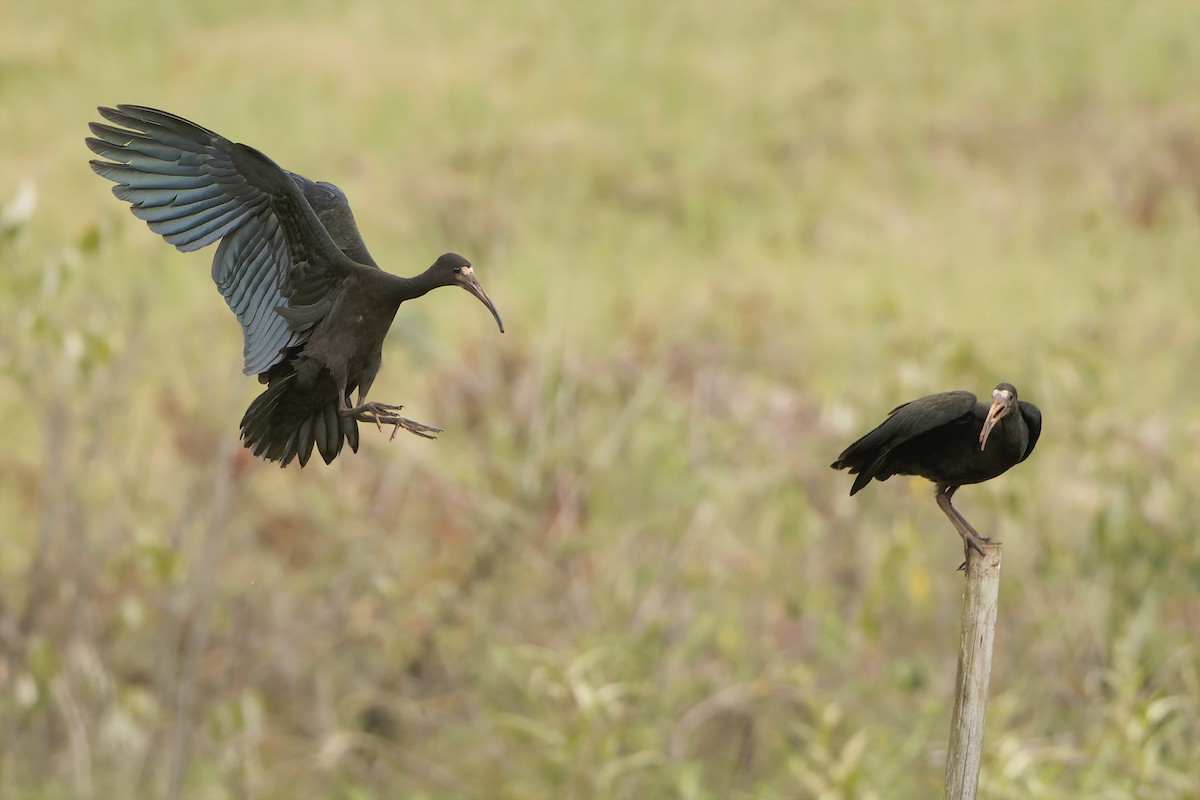 Bare-faced Ibis - ML627816410