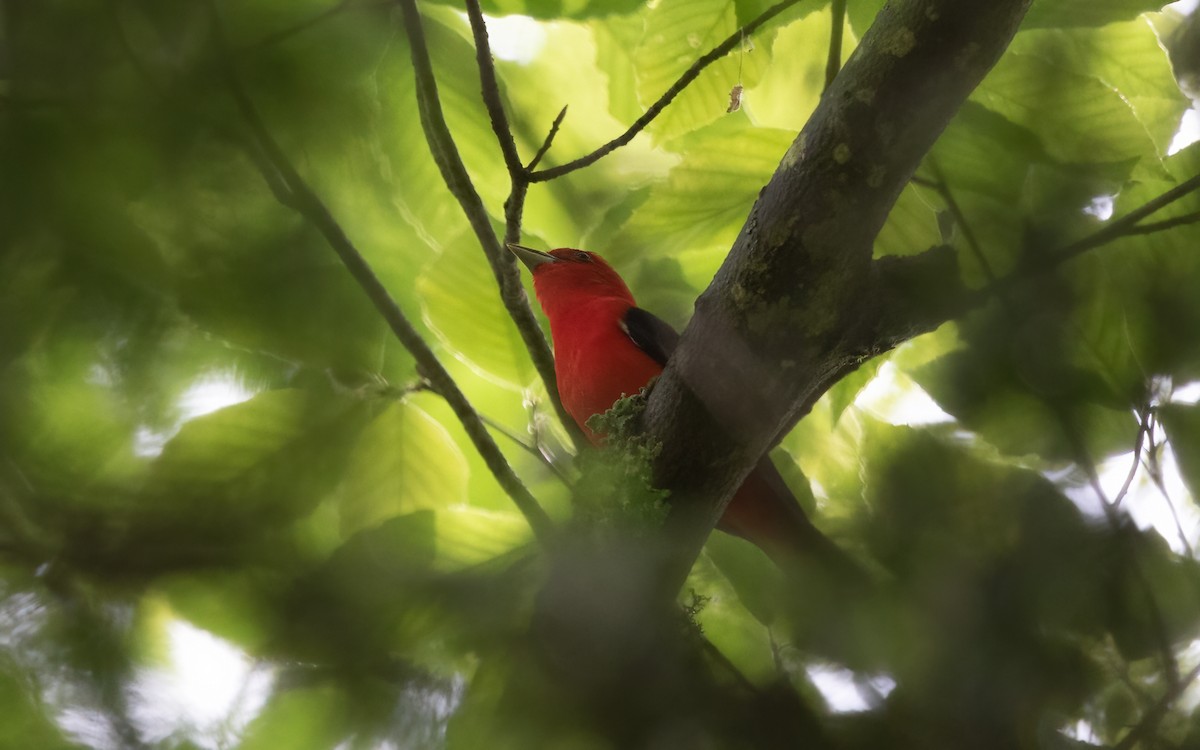 Scarlet Tanager - ML627816411