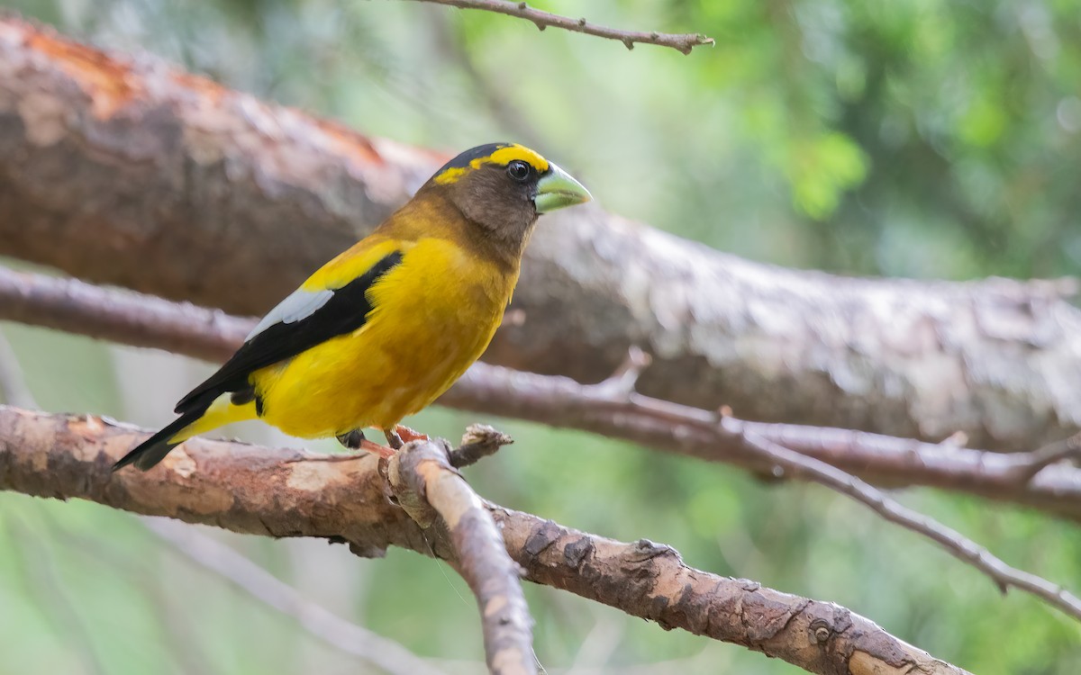 Evening Grosbeak - ML627816537