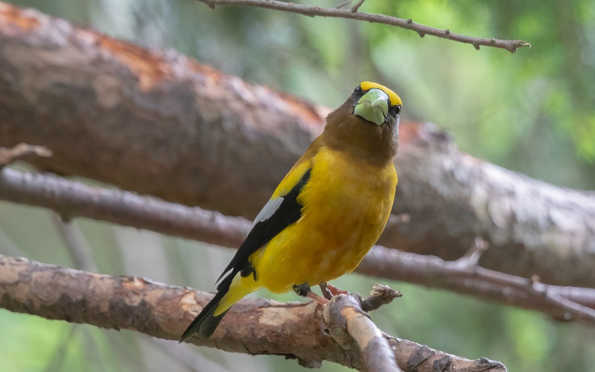 Evening Grosbeak - ML627816554