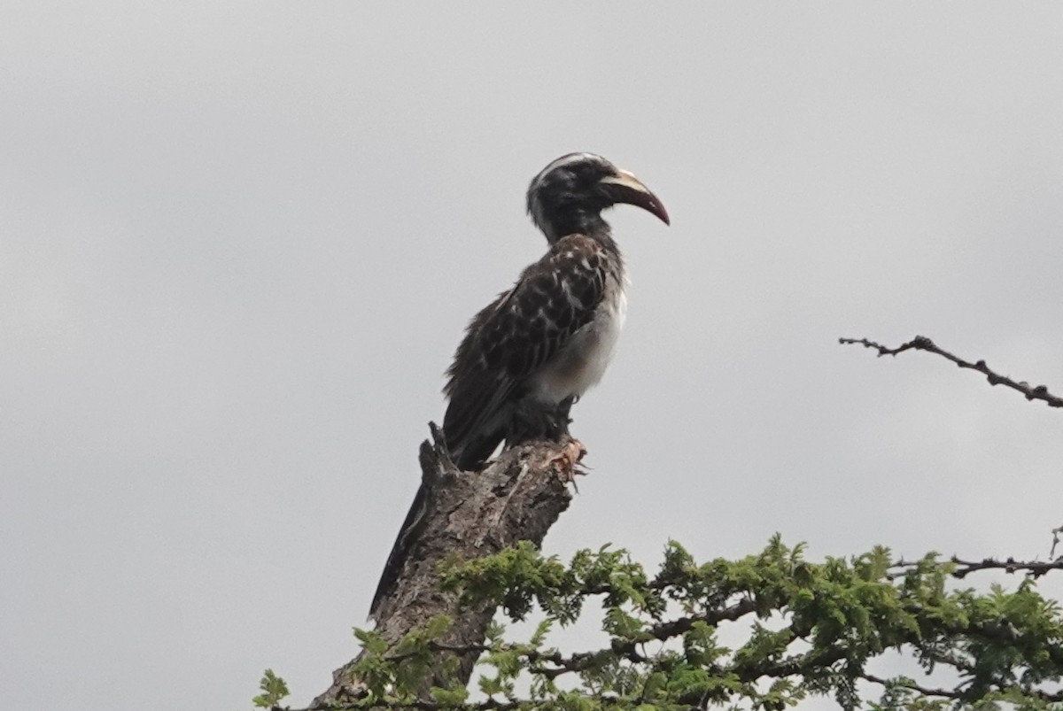 African Gray Hornbill - ML627816574