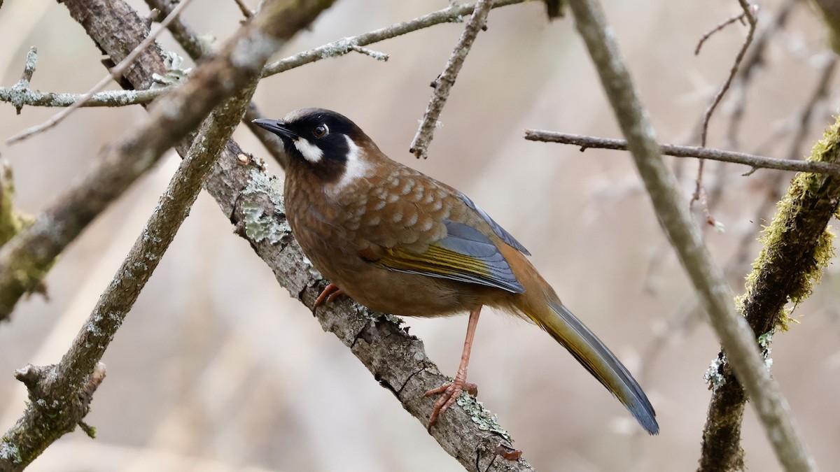 Black-faced Laughingthrush - ML627816585