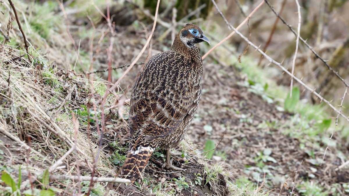 Himalayan Monal - ML627816591