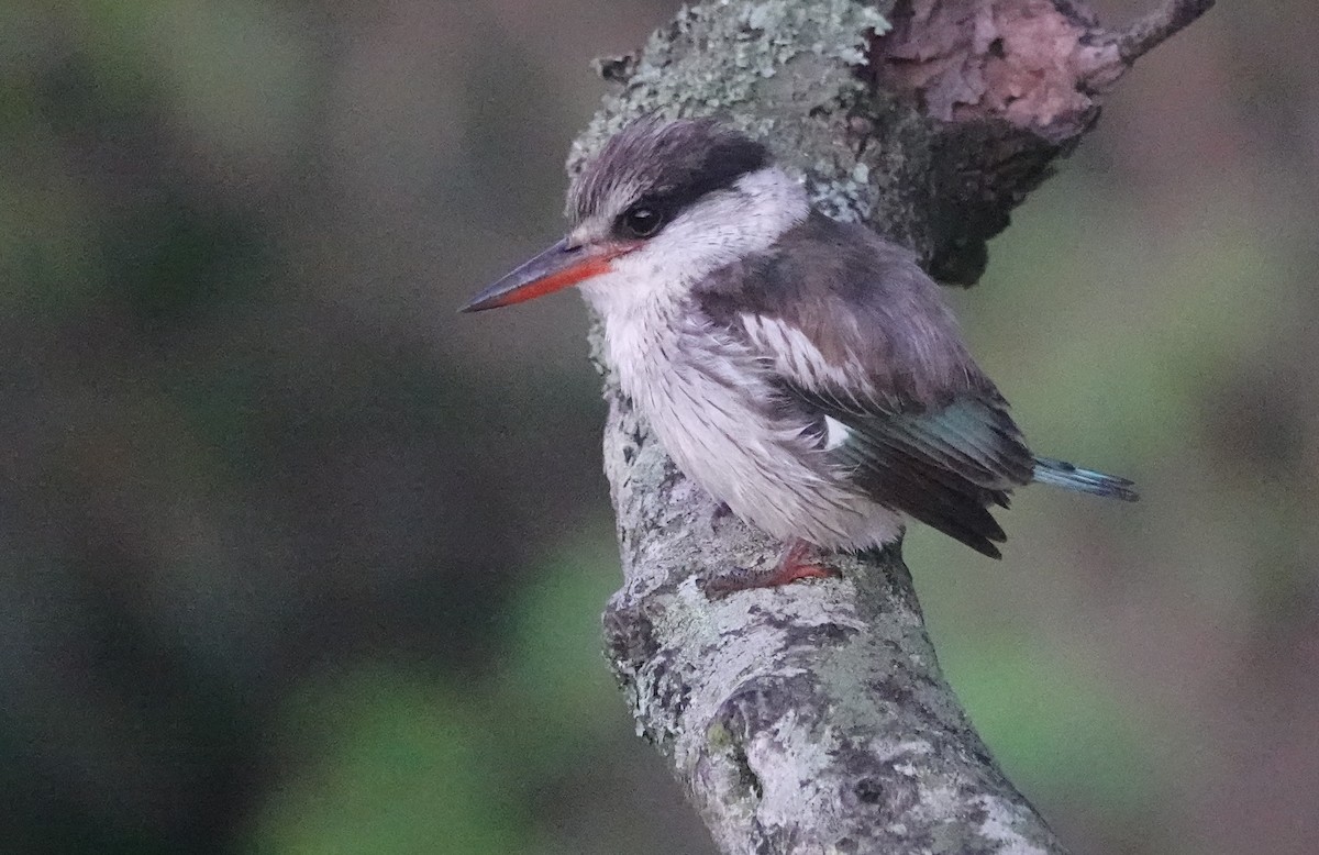 Striped Kingfisher - ML627816630