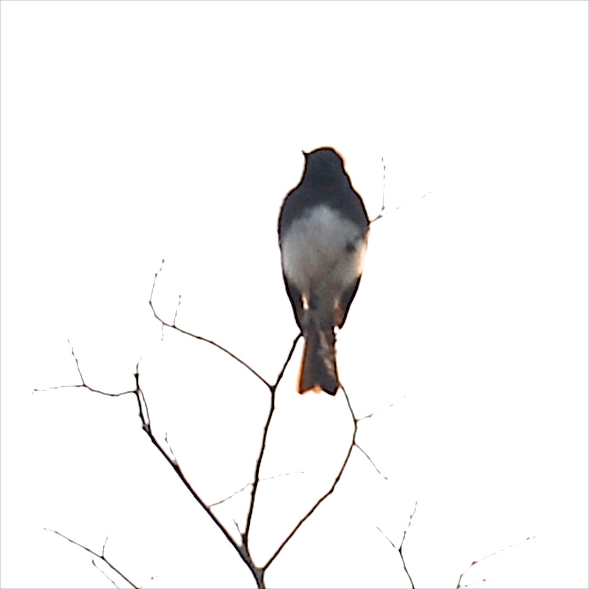 Black Phoebe - ML627816663