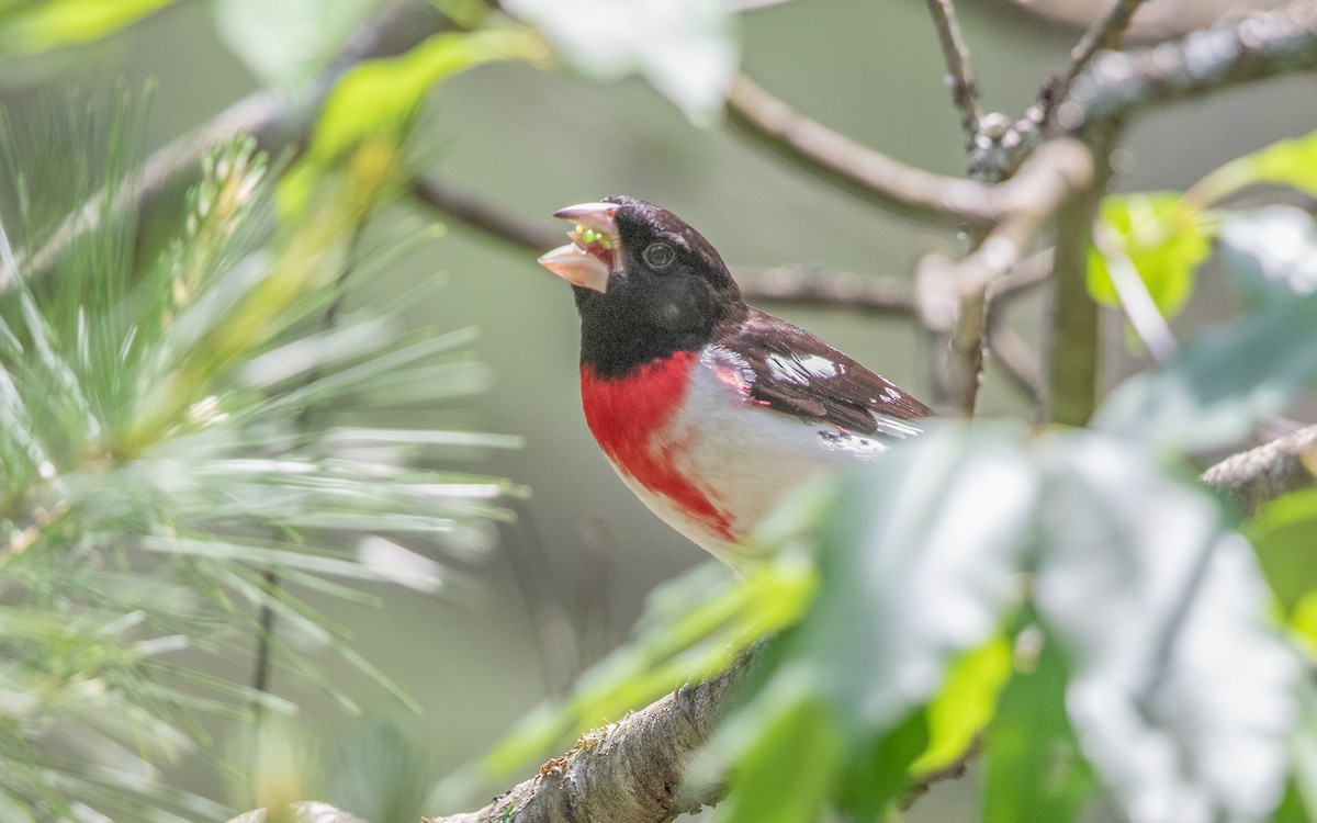 Rose-breasted Grosbeak - ML627816665