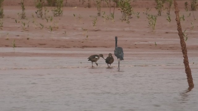 Bernier's Teal - ML627816697