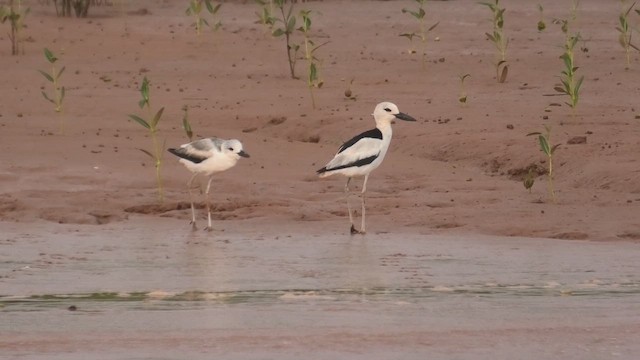 Crab-Plover - ML627816720