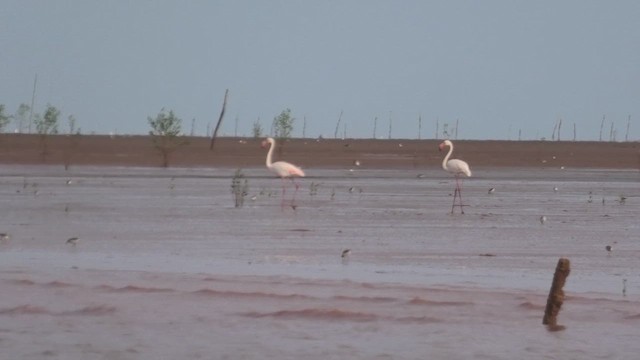 Greater Flamingo - ML627816744