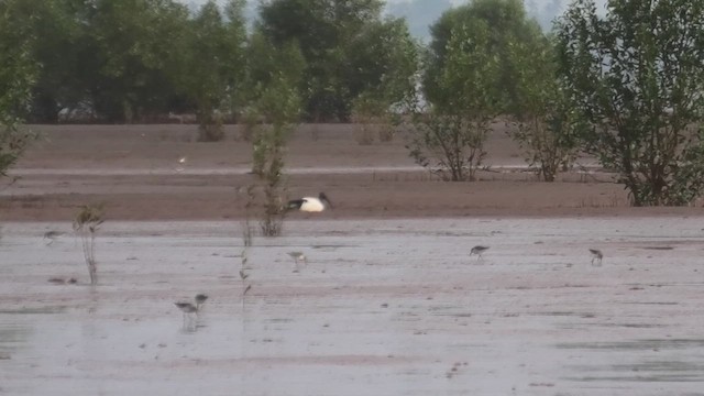 Malagasy Sacred Ibis - ML627816765