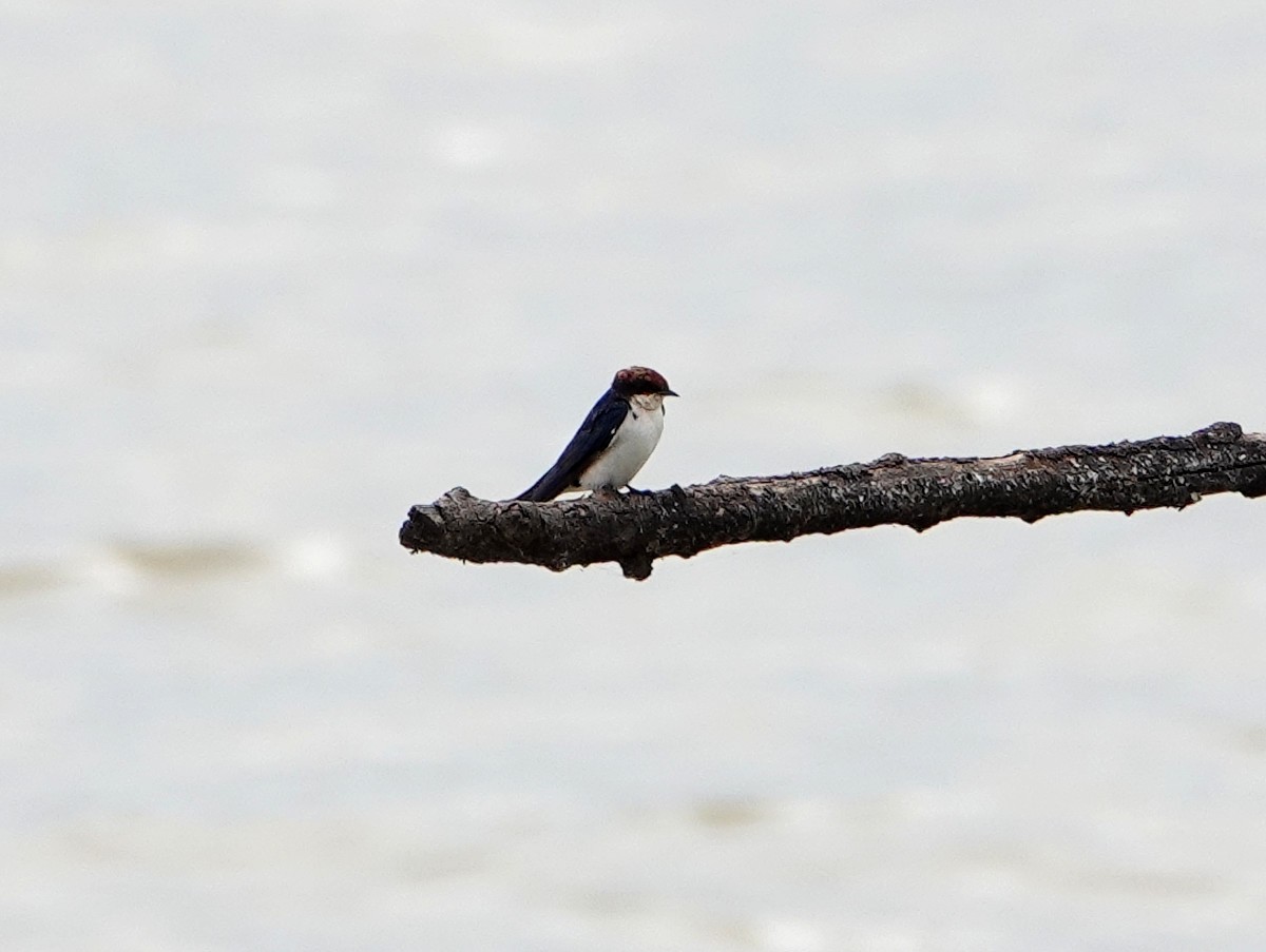 Wire-tailed Swallow - ML627816768