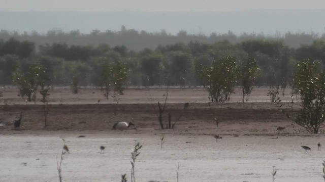 Malagasy Sacred Ibis - ML627816780