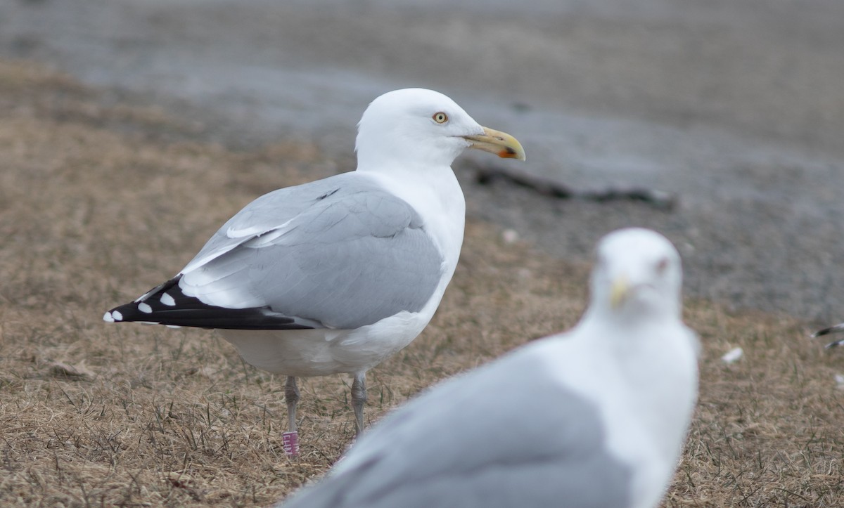 American Herring Gull - ML627816782