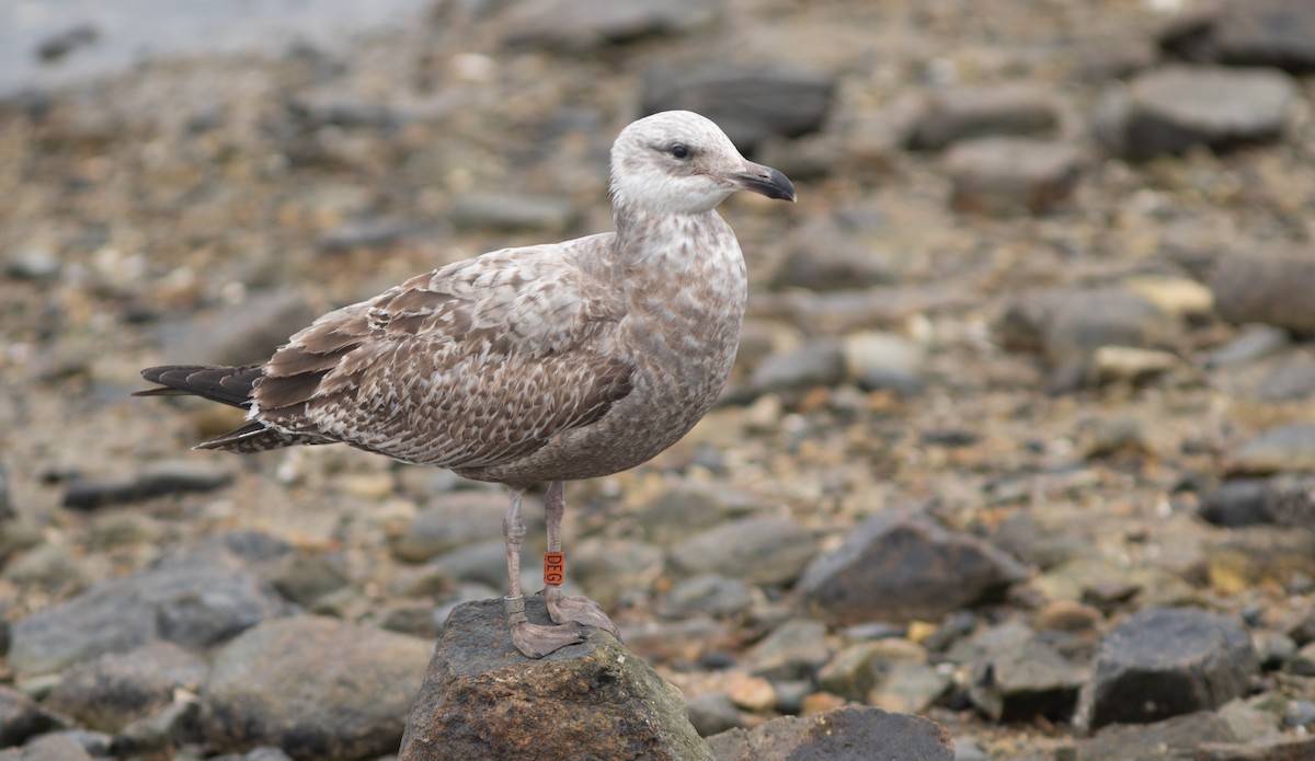 American Herring Gull - ML627816783